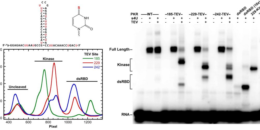 PKR- RNA crosslinking